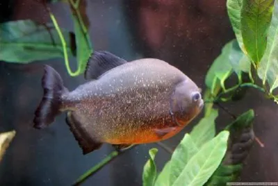 Piranha jigsaw puzzle