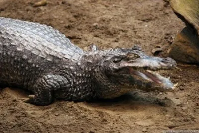 פאזל של זוֹחֵל