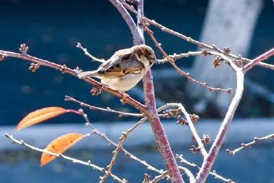 Bird on a brach jigsaw puzzle