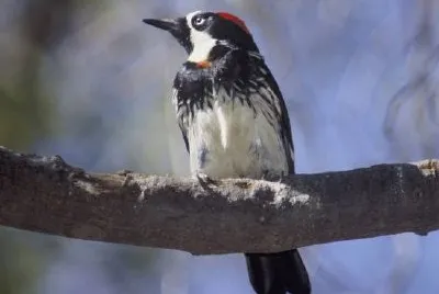 Acorn woodpecker jigsaw puzzle