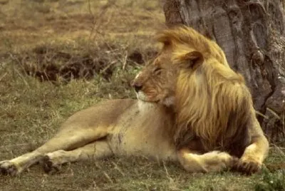 African Lion jigsaw puzzle