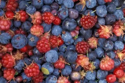 Bagas Selvagens do Alasca