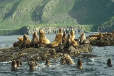 Amak Island, Stellers Sea Lion haul out  jigsaw puzzle