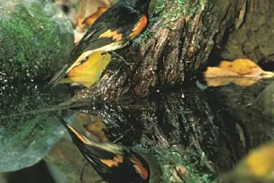 Американска червенокоска