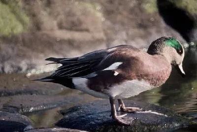 American Wigeon jigsaw puzzle
