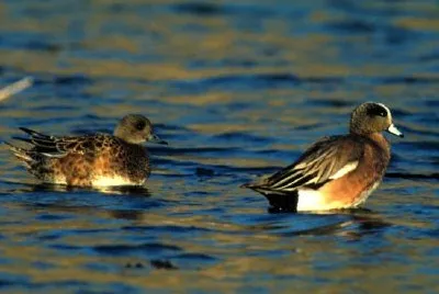 American wigeon -pair jigsaw puzzle
