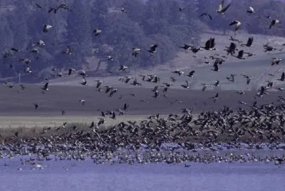 Ankeny National Wildlife Refuge, Oregon jigsaw puzzle