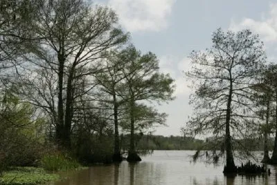 禿頭柏樹和開闊水域
