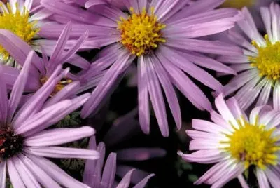 Aster aromático
