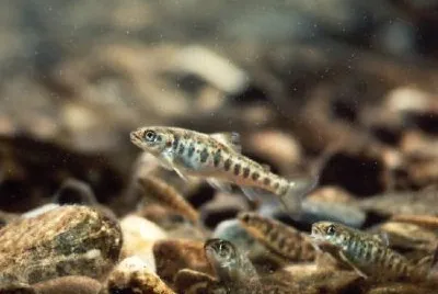 Atlantic Salmon Parr jigsaw puzzle