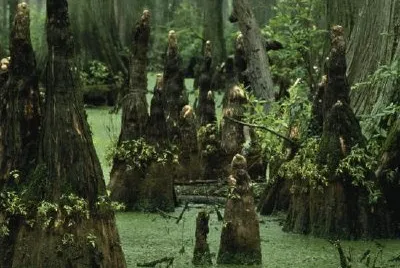 禿頭的柏樹膝蓋從沼澤水上升