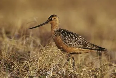 Bar-Tailed Godwit on Tundra jigsaw puzzle