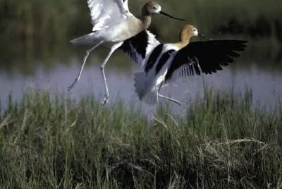 Refúgio de aves migratórias de Bear River