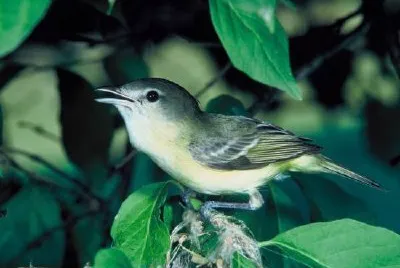 Bells Vireo  jigsaw puzzle