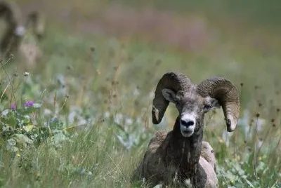 Bighorn sheep jigsaw puzzle