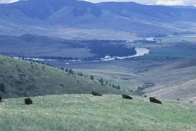 Bison at the National Bison Range jigsaw puzzle
