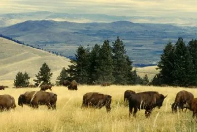 Bisonherde, die auf der National Bison Range weidet