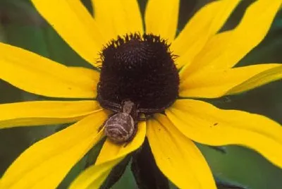 Susan de ojos negros