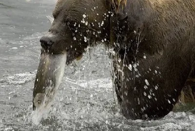 Brown bear feeding on salmon jigsaw puzzle