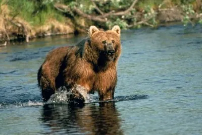 Brown bear in creek jigsaw puzzle