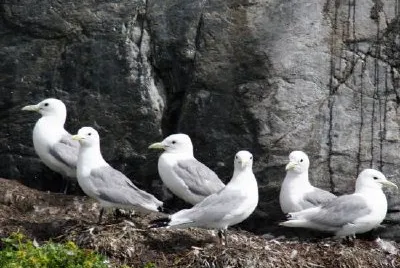 Black-legged kittiwakes jigsaw puzzle