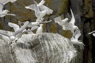 Black-legged kittiwakes flying near cliff jigsaw puzzle