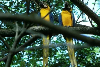 פאזל של מקאו כחולים וצהובים