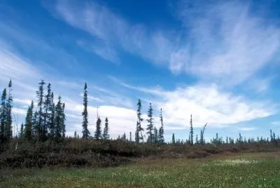 Moor und sporadische Fichte