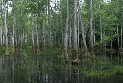 邦德沼澤國家野生動物保護區，佐治亞州