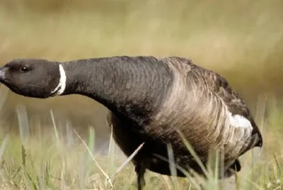 Brant in defensive position jigsaw puzzle