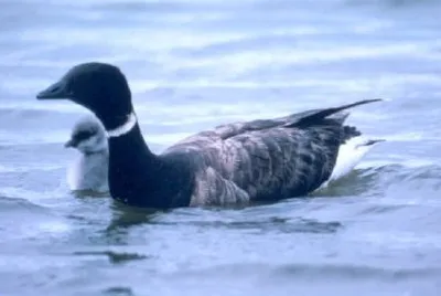 Brant with young jigsaw puzzle