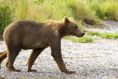 Brown Bear Cub jigsaw puzzle