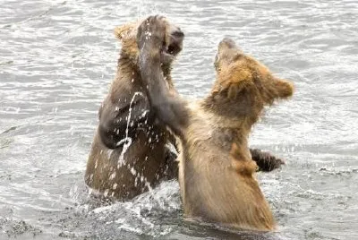 Brown bear cubs playing in water jigsaw puzzle
