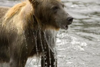 Brown bear emerging from water jigsaw puzzle