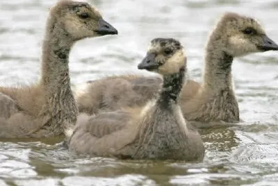 Cackling Canada goose goslings jigsaw puzzle