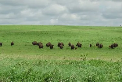 Bison grazing beneath cloudy sky jigsaw puzzle