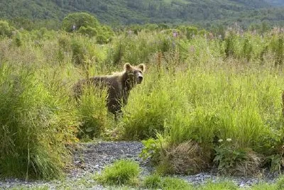 Brown bear in tall grass jigsaw puzzle