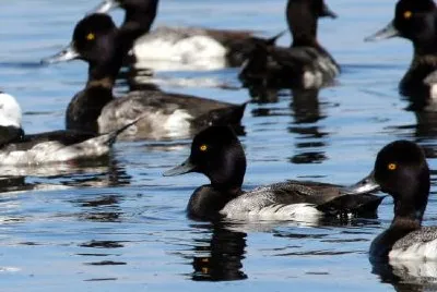 Bufflehead and greater scaup jigsaw puzzle