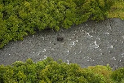Schwarzbär im russischen Fluss