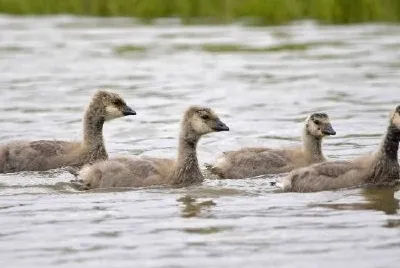 Cackling Canada goose goslings jigsaw puzzle