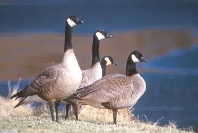 Canada geese jigsaw puzzle