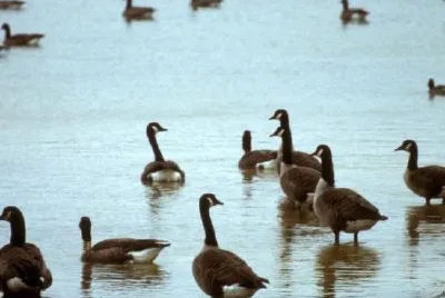 Canada geese at an Ohio wetland area jigsaw puzzle