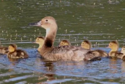 Canvasback brood jigsaw puzzle