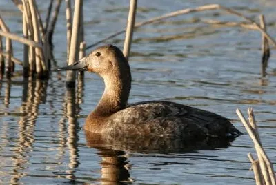 Canvasback hen jigsaw puzzle