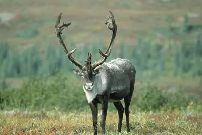Caribou
