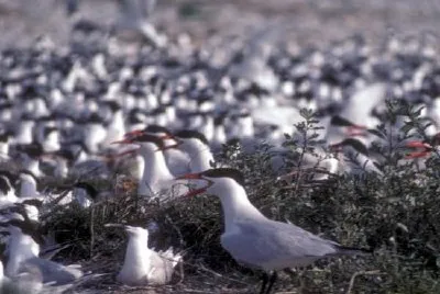 Caspian terns jigsaw puzzle