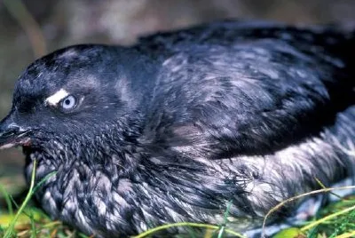 Cassins Auklet jigsaw puzzle