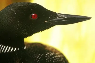 Common Loon jigsaw puzzle