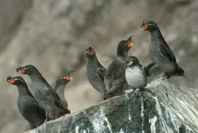 Crested Auklet Group on Cliff Rocks jigsaw puzzle