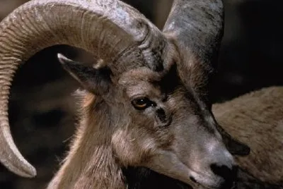 Desert Bighorn jigsaw puzzle